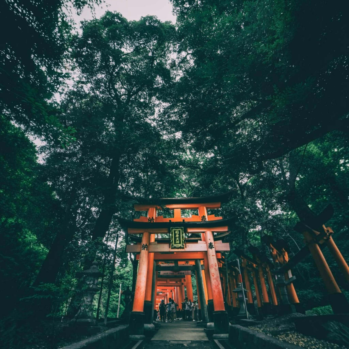 A low-angle view looking up through a row of orange torii gates in a forest, framed by dense green trees and foliage.